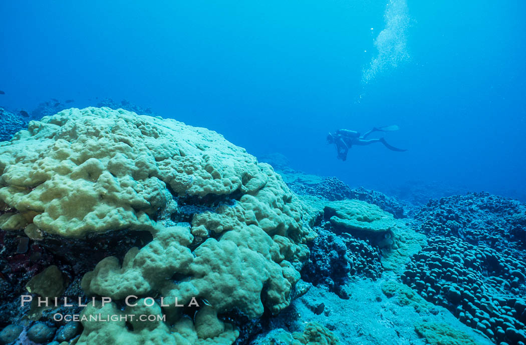Coral Reef Scene Underwater at Rose Atoll, American Samoa. Rose Atoll National Wildlife Refuge, USA, natural history stock photograph, photo id 00771