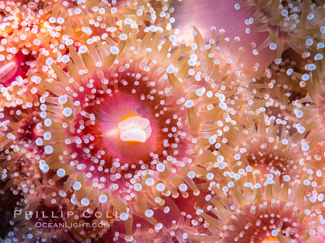 The corallimorph Corynactis californica, similar to both stony corals and anemones, is typified by a wide oral disk and short tentacles that radiate from the mouth.  The tentacles grasp food passing by in ocean currents. San Diego, California, USA, Corynactis californica, natural history stock photograph, photo id 37212
