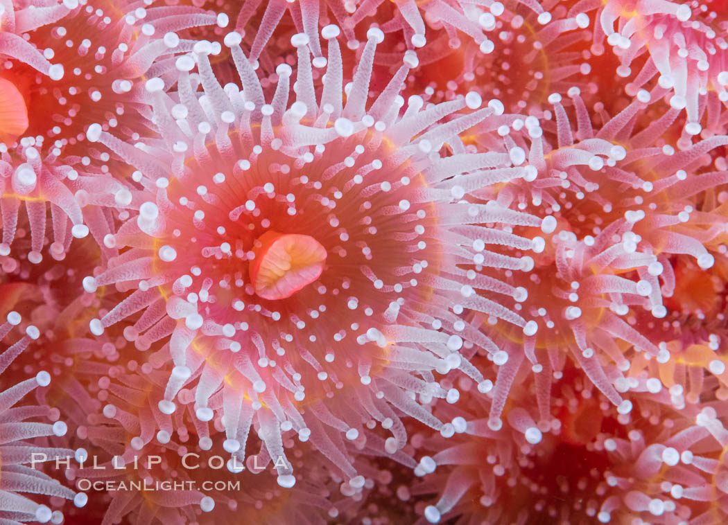 The corallimorph Corynactis californica, similar to both stony corals and anemones, is typified by a wide oral disk and short tentacles that radiate from the mouth.  The tentacles grasp food passing by in ocean currents. San Diego, California, USA, Corynactis californica, natural history stock photograph, photo id 37203