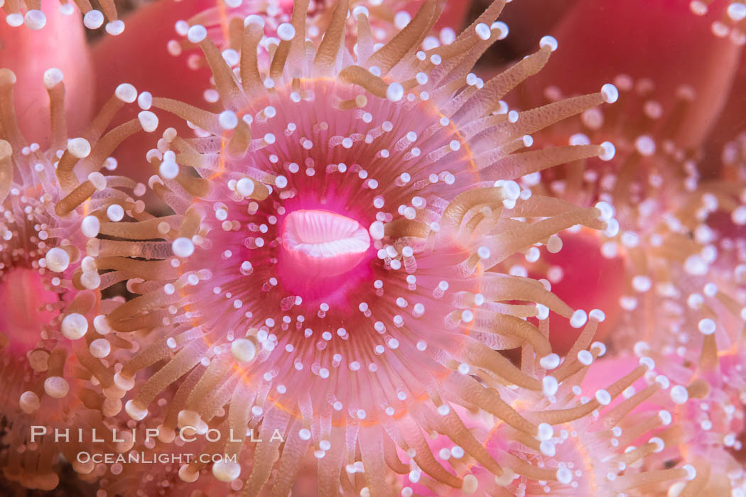 The corallimorph Corynactis californica, similar to both stony corals and anemones, is typified by a wide oral disk and short tentacles that radiate from the mouth.  The tentacles grasp food passing by in ocean currents. San Diego, California, USA, Corynactis californica, natural history stock photograph, photo id 37201