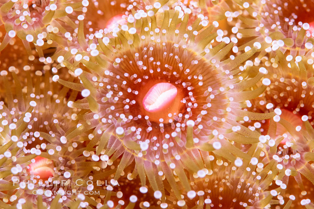 The corallimorph Corynactis californica, similar to both stony corals and anemones, is typified by a wide oral disk and short tentacles that radiate from the mouth.  The tentacles grasp food passing by in ocean currents. San Diego, California, USA, Corynactis californica, natural history stock photograph, photo id 37209