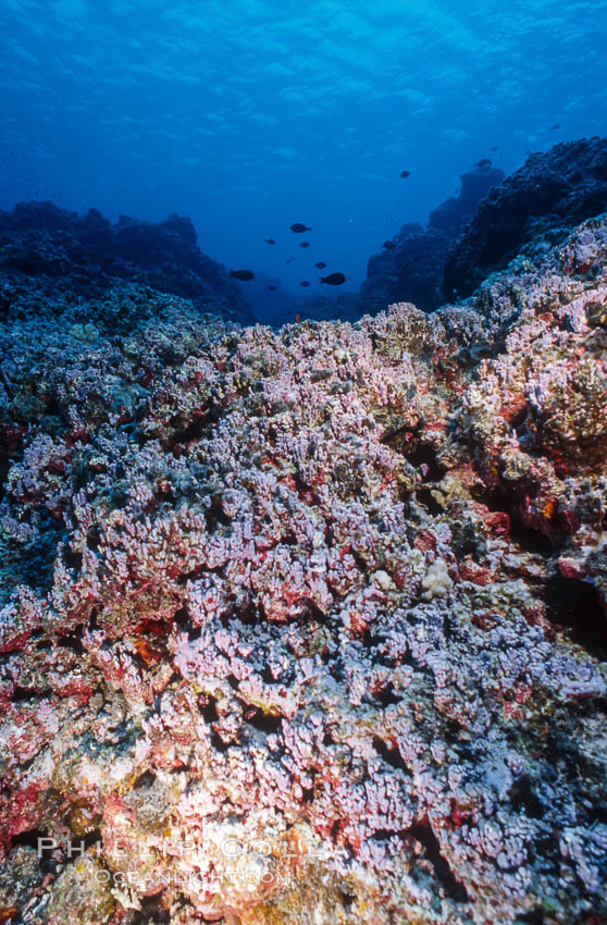 Pink coralline algae. Rose Atoll National Wildlife Sanctuary, American Samoa, USA, Porolithon, natural history stock photograph, photo id 00759