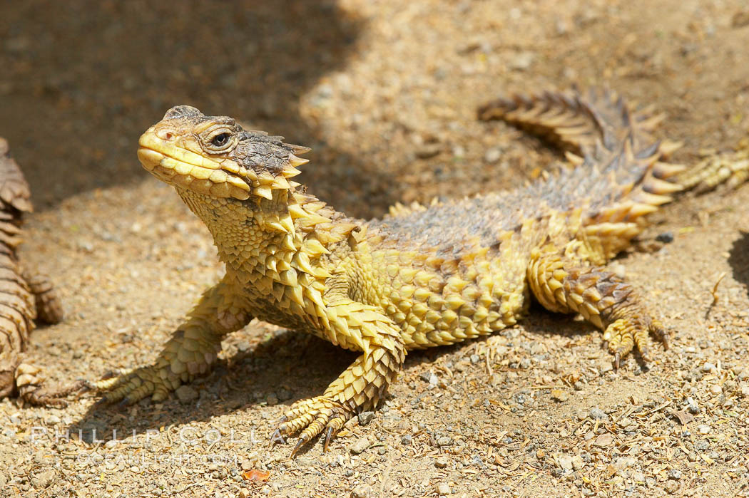 Sungazer Photo, Stock Photograph of a Sungazer, Cordylus giganteus