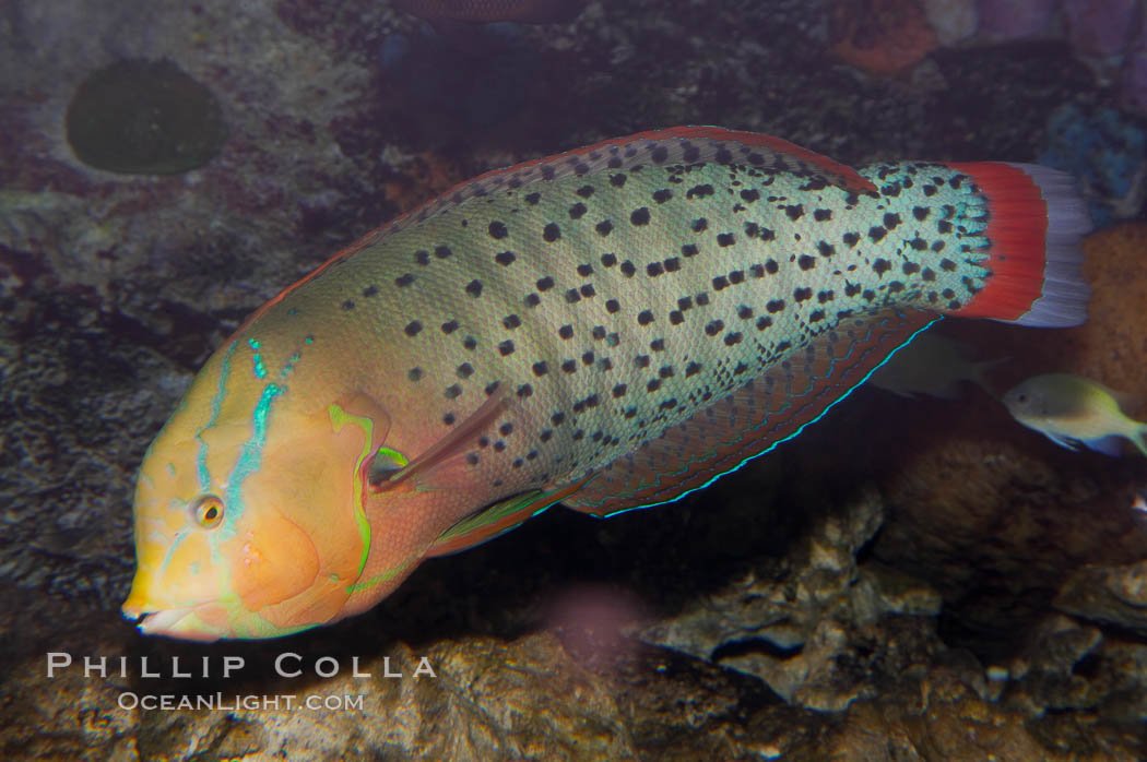 Queen coris wrasse., Coris formosa, natural history stock photograph, photo id 12954