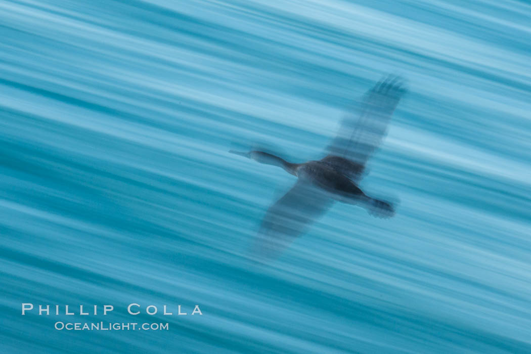Cormorant in flight, wings blurred by time exposure. La Jolla, California, USA, natural history stock photograph, photo id 30188