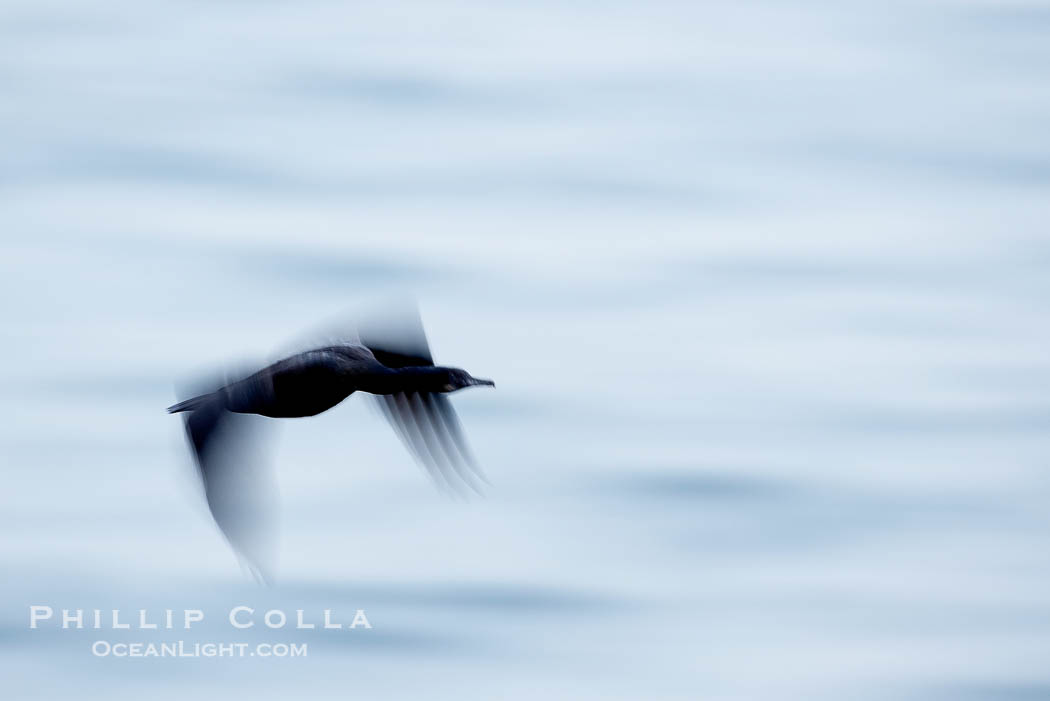 Cormorant in flight, blurred as it speeds over the ocean., Phalacrocorax, natural history stock photograph, photo id 18463