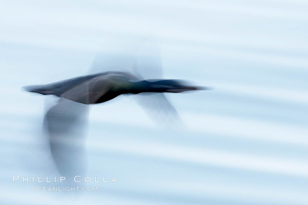 Cormorant in flight, wings blurred by time exposure. La Jolla, California, USA, Phalacrocorax, natural history stock photograph, photo id 18347