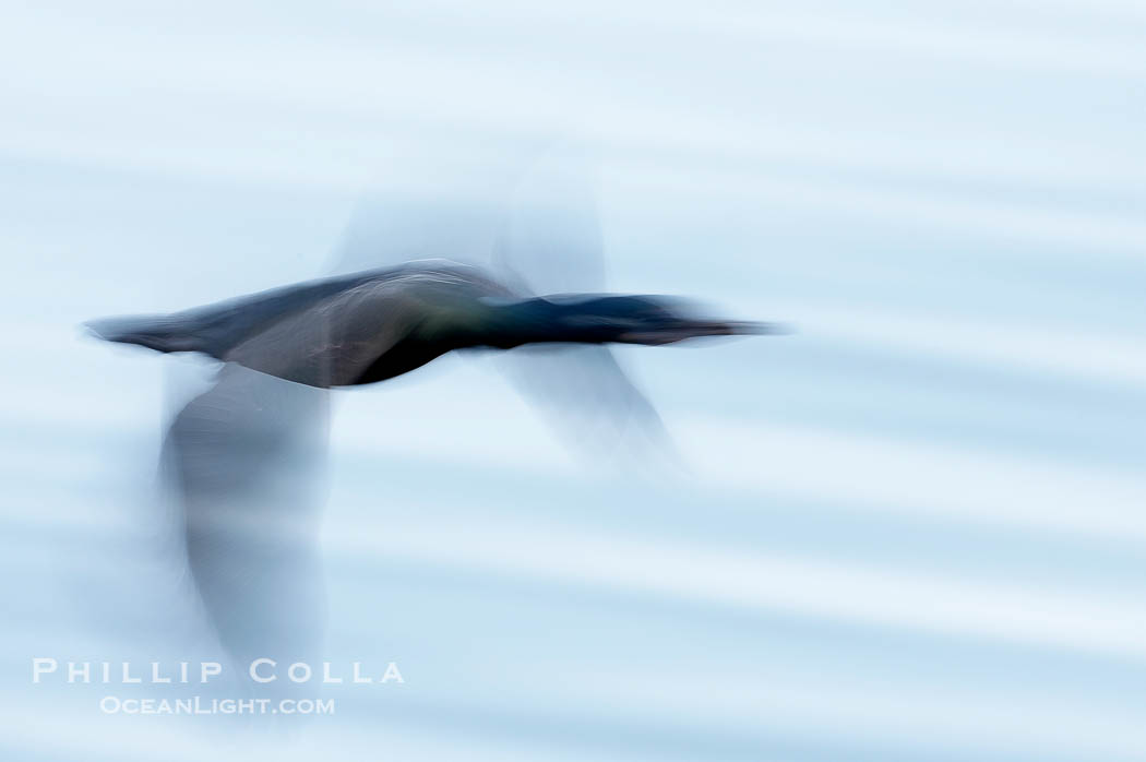 Cormorant in flight, wings blurred by time exposure., Phalacrocorax, natural history stock photograph, photo id 18347
