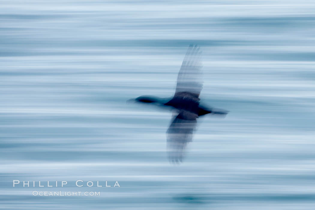 Cormorant in flight, blurred as it speeds over the ocean. La Jolla, California, USA, Phalacrocorax, natural history stock photograph, photo id 18465