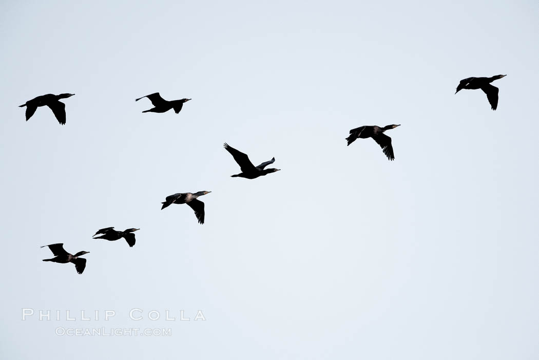 Cormorants flying, Batiquitos Lagoon, Carlsbad, California