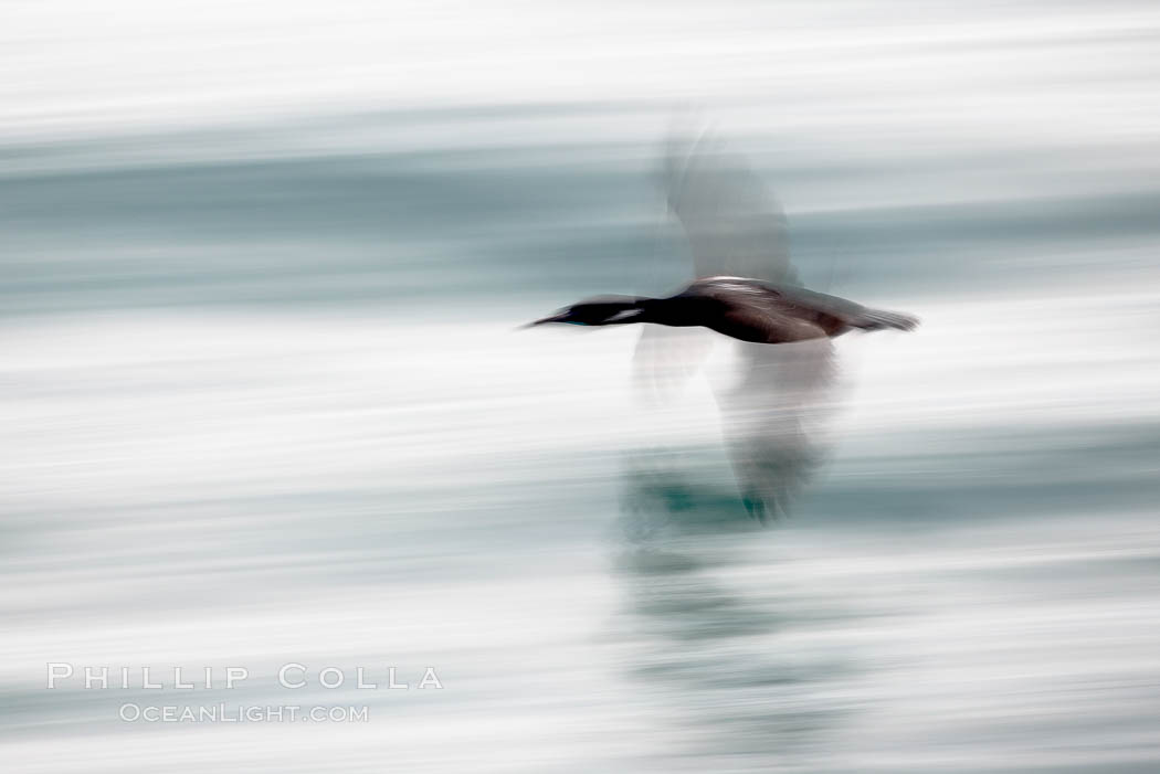 Cormorant in flight, blurred as it speeds over the ocean, Phalacrocorax, La Jolla, California