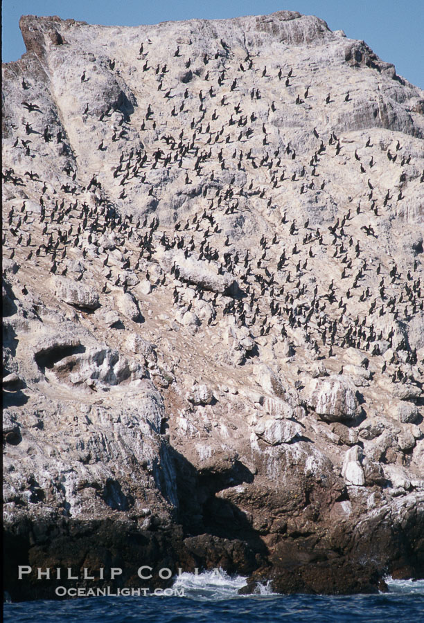 Cormorant colony, Coronado Islands, Mexico. Coronado Islands (Islas Coronado), Coronado Islands, Baja California, Mexico, Phalacrocorax, natural history stock photograph, photo id 05787