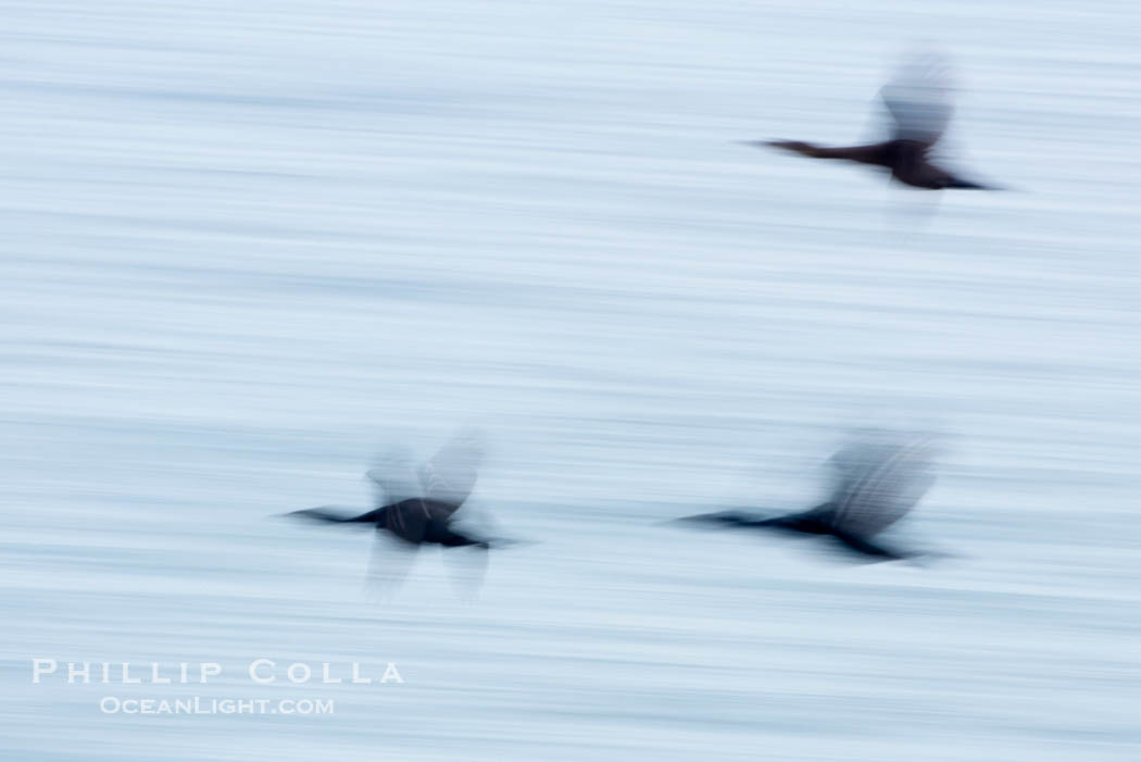 Cormorants in flight, wings blurred by time exposure., Phalacrocorax, natural history stock photograph, photo id 18349