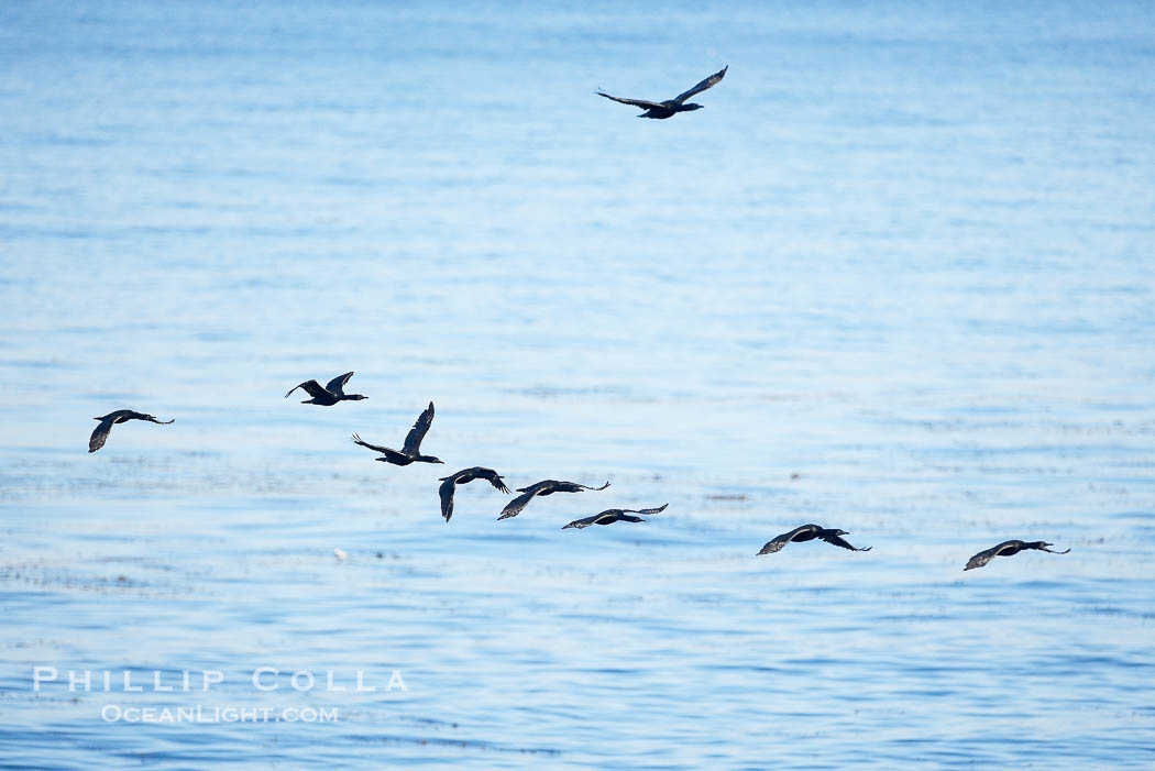 Cormorants flight together over the ocean., Phalacrocorax, natural history stock photograph, photo id 19955