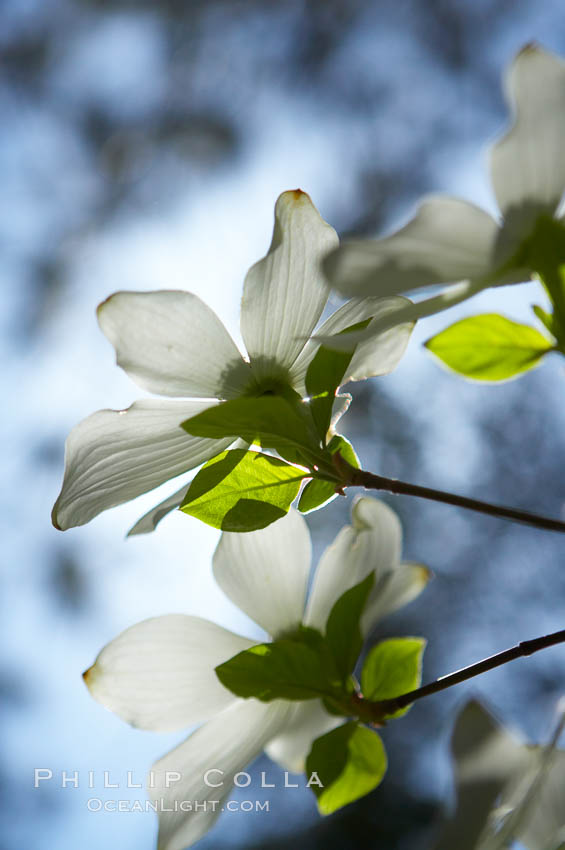 Mountain dogwood, or Pacific dogwood, Yosemite Valley. Yosemite National Park, California, USA, Cornus nuttallii, natural history stock photograph, photo id 12690