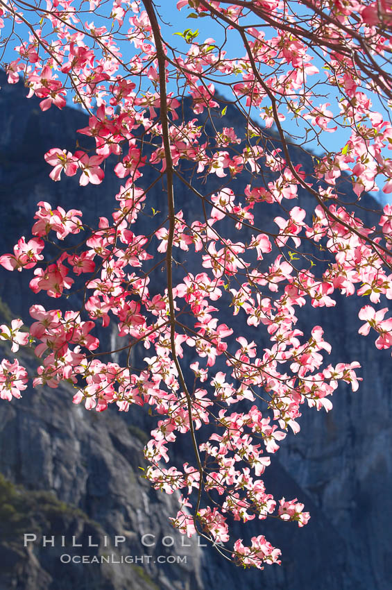 Mountain dogwood, or Pacific dogwood, Yosemite Valley. Yosemite National Park, California, USA, Cornus nuttallii, natural history stock photograph, photo id 12687