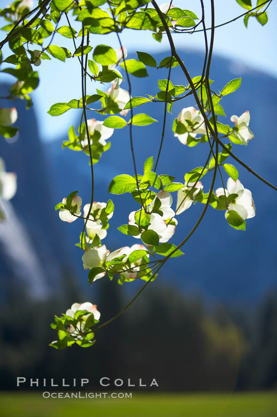 Mountain dogwood, or Pacific dogwood, Yosemite Valley. Yosemite National Park, California, USA, Cornus nuttallii, natural history stock photograph, photo id 12681