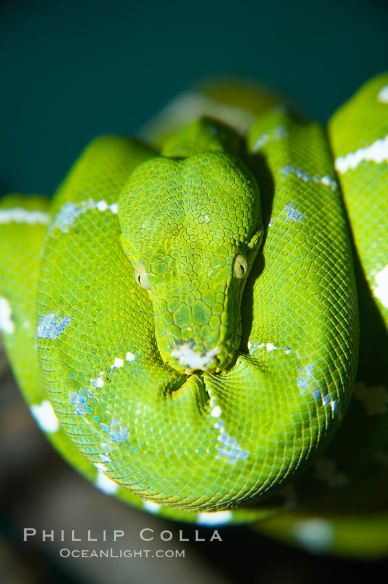 Emerald tree boa.  Emerald tree boas are nocturnal, finding and striking birds and small mammals in complete darkness.  They have infrared heat receptors around their faces that allow them to locate warm blooded prey in the dark, sensitive to as little as 0.4 degrees of Fahrenheit temperature differences., Corralus caninus, natural history stock photograph, photo id 13966