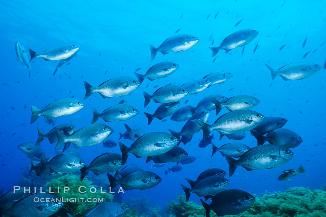 Cortez chubb, Kyphosus elegans, Guadalupe Island (Isla Guadalupe)