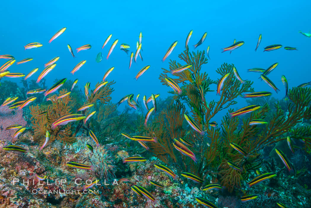 Cortez rainbow wrasse schooling over reef in mating display. Baja California, Mexico, natural history stock photograph, photo id 32568