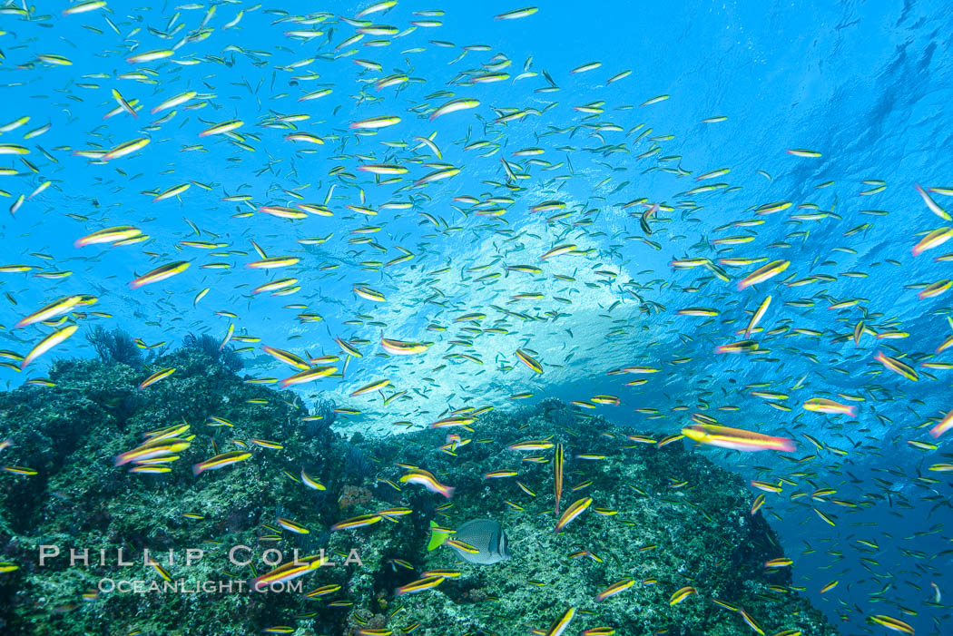 Cortez rainbow wrasse schooling over reef in mating display. Los Islotes, Baja California, Mexico, natural history stock photograph, photo id 32576
