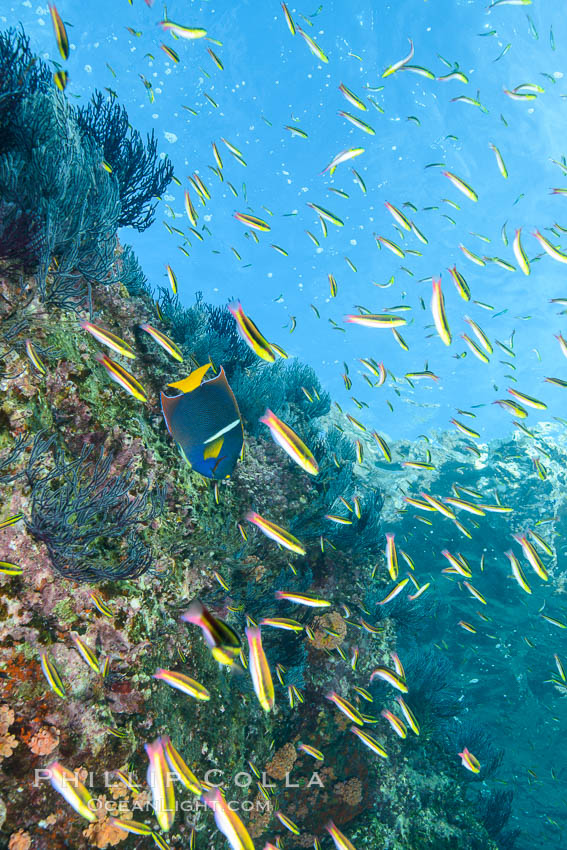 Cortez rainbow wrasse schooling over reef in mating display. Los Islotes, Baja California, Mexico, natural history stock photograph, photo id 32595