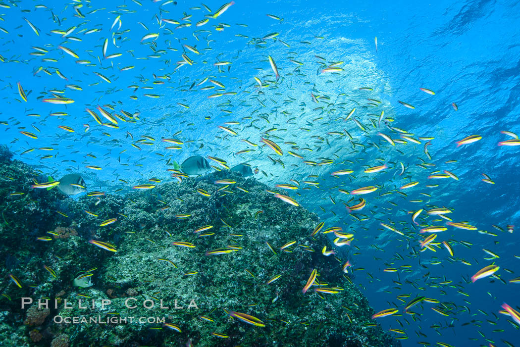 Cortez rainbow wrasse schooling over reef in mating display. Los Islotes, Baja California, Mexico, natural history stock photograph, photo id 32577