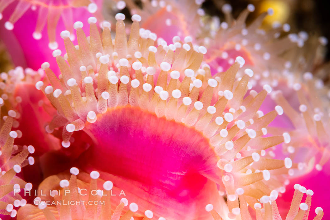 Corynactis anemone polyp, a corallimorph, extends its arms into passing ocean currents to catch food., Corynactis californica, natural history stock photograph, photo id 35070