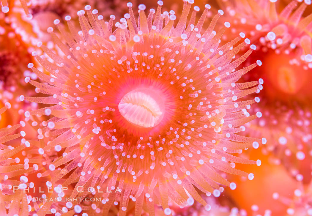 A corynactis anemone polyp, Corynactis californica is a corallimorph found in genetically identical clusters, club-tipped anemone. San Diego, California, USA, Corynactis californica, natural history stock photograph, photo id 33454
