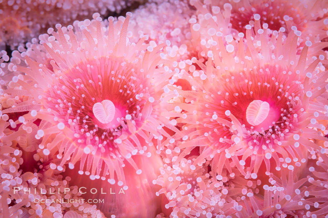 A corynactis anemone polyp, Corynactis californica is a corallimorph found in genetically identical clusters, club-tipped anemone. San Diego, California, USA, Corynactis californica, natural history stock photograph, photo id 33456