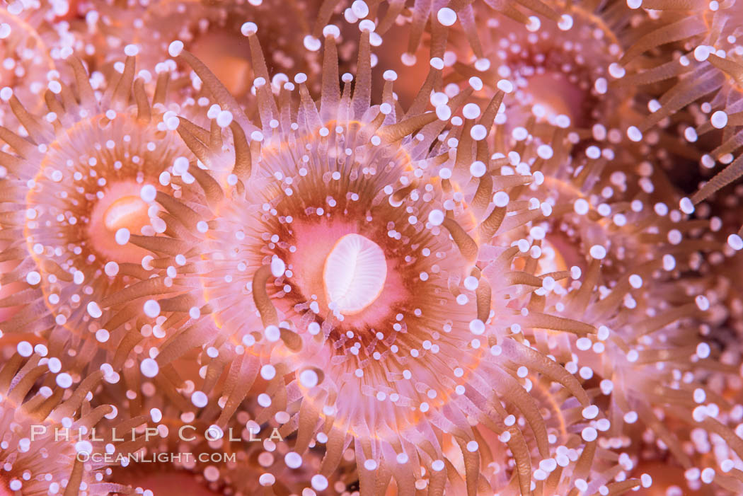 A corynactis anemone polyp, Corynactis californica is a corallimorph found in genetically identical clusters, club-tipped anemone. San Diego, California, USA, Corynactis californica, natural history stock photograph, photo id 33453