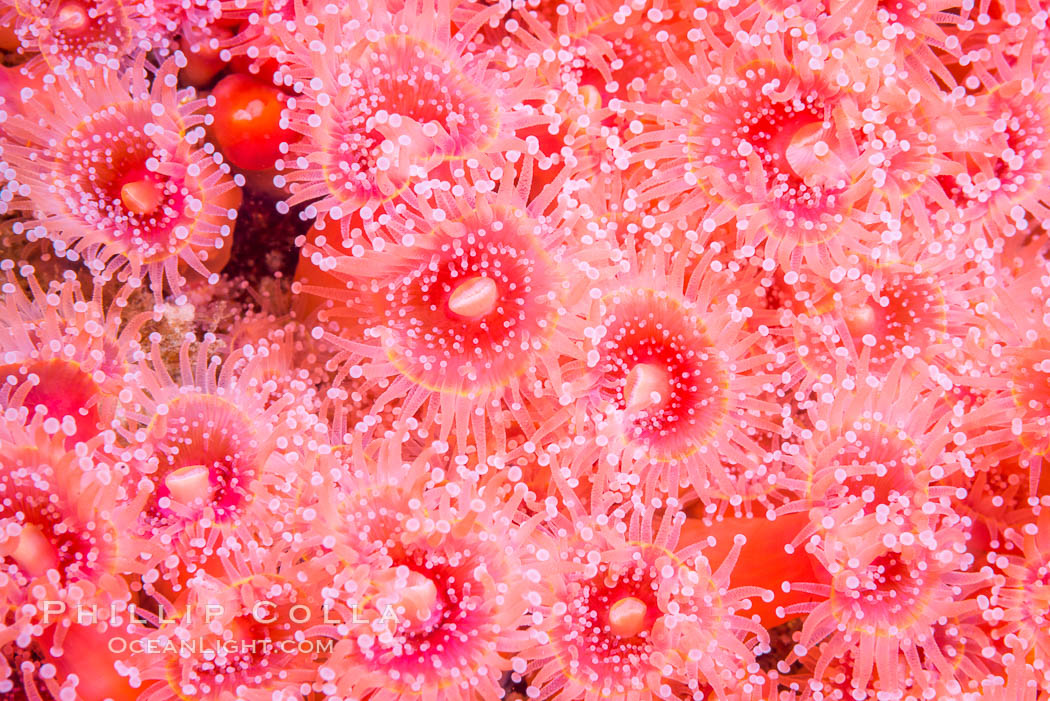 A corynactis anemone polyp, Corynactis californica is a corallimorph found in genetically identical clusters, club-tipped anemone. San Diego, California, USA, Corynactis californica, natural history stock photograph, photo id 33457