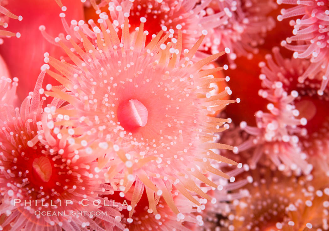 A corynactis anemone polyp, Corynactis californica is a corallimorph found in genetically identical clusters, club-tipped anemone. San Diego, California, USA, Corynactis californica, natural history stock photograph, photo id 33465