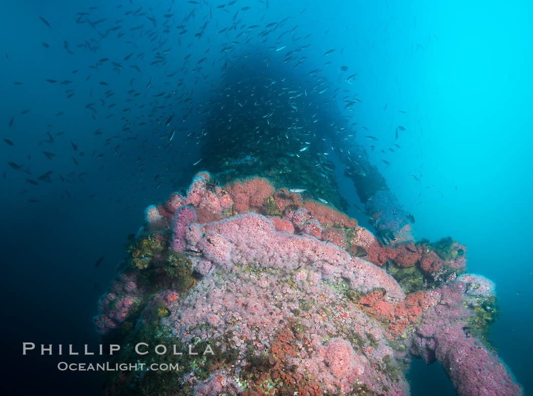 Corynactis anemones cover Oil Rig Ellen underwater. Long Beach, California, USA, Corynactis californica, natural history stock photograph, photo id 31096