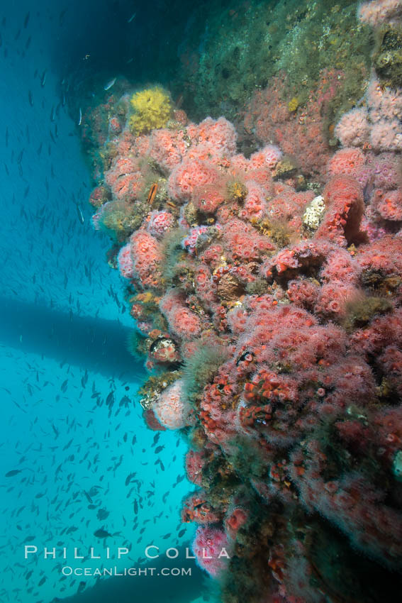 Corynactis anemones cover Oil Rig Ellen underwater. Long Beach, California, USA, Corynactis californica, natural history stock photograph, photo id 31108