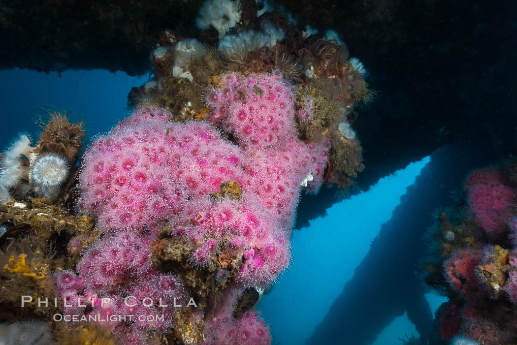 Corynactis anemones on Oil Rig Elly underwater structure, Corynactis californica, Long Beach, California