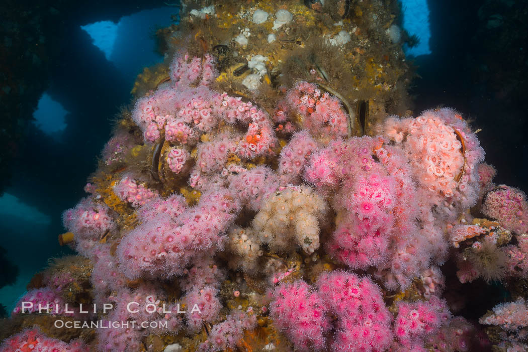 Corynactis anemones on Oil Rig Elly underwater structure. Long Beach, California, USA, Corynactis californica, natural history stock photograph, photo id 31134