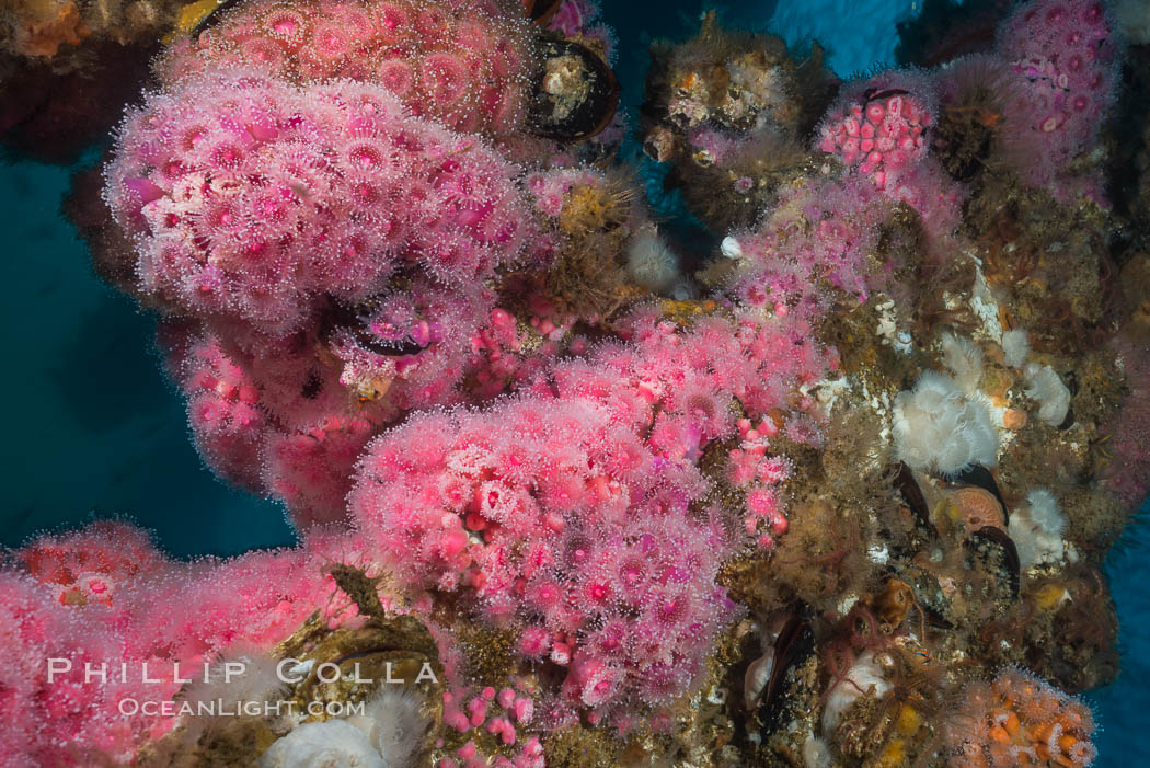 Corynactis anemones on Oil Rig Elly underwater structure, Corynactis californica, Long Beach, California