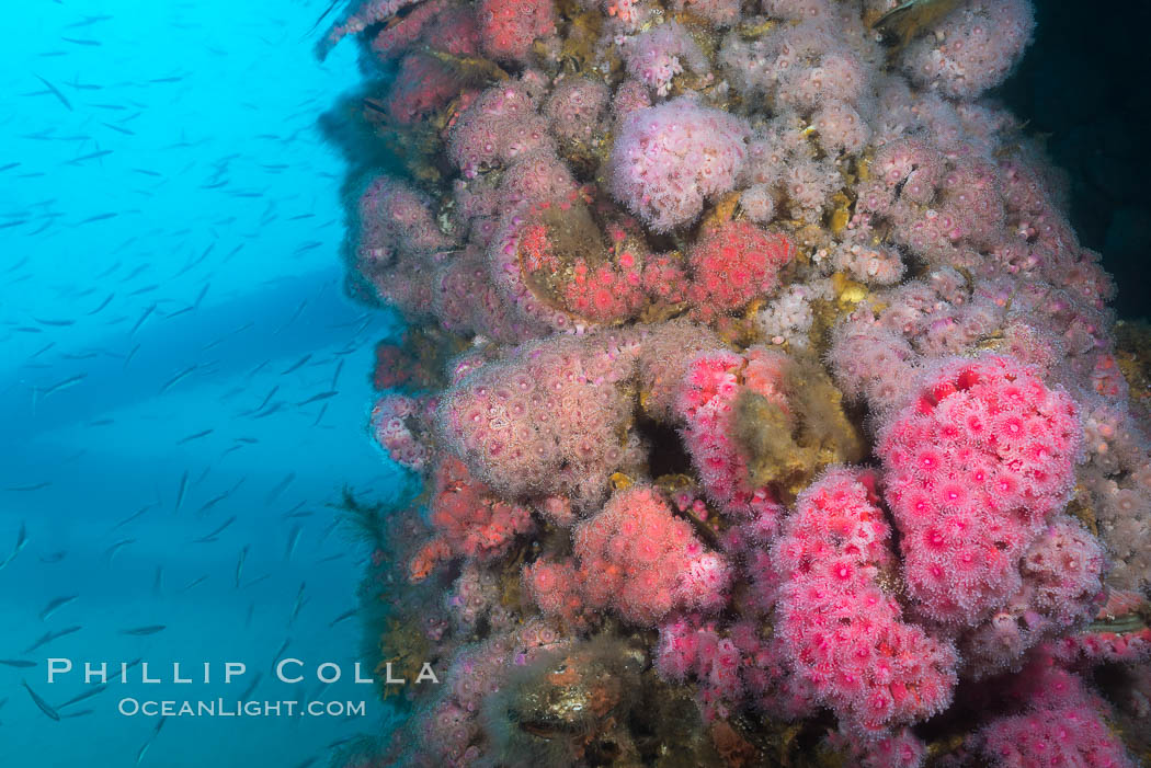 Corynactis anemones on Oil Rig Elly underwater structure. Long Beach, California, USA, Corynactis californica, natural history stock photograph, photo id 31133