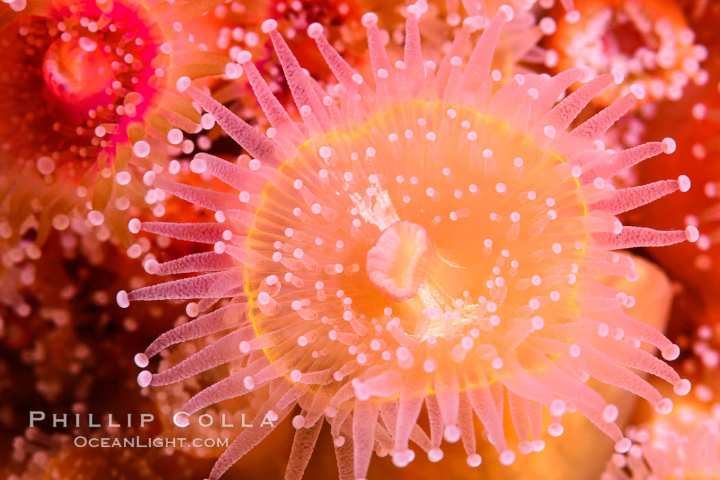 Corynactis anemone polyp, a corallimorph,  extends its arms into passing ocean currents to catch food. San Diego, California, USA, Corynactis californica, natural history stock photograph, photo id 33474