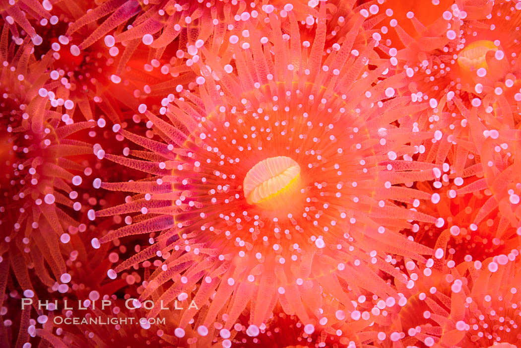 Corynactis anemone polyp, a corallimorph,  extends its arms into passing ocean currents to catch food. San Diego, California, USA, Corynactis californica, natural history stock photograph, photo id 33482