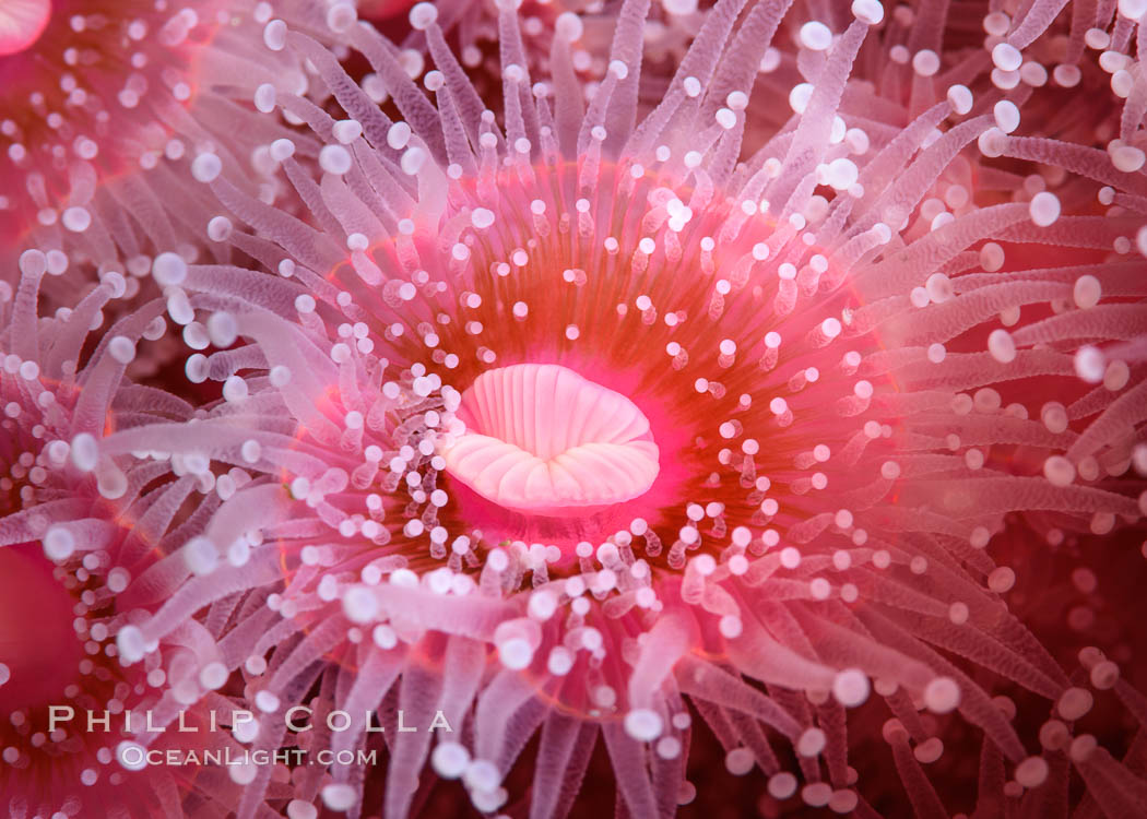 Corynactis anemone polyp, a corallimorph, extends its arms into passing ocean currents to catch food, Corynactis californica, San Diego, California Corynactis anemone polyp, a corallimorph, extends its arms into passing ocean currents to catch food, Corynactis californica, San Diego, California