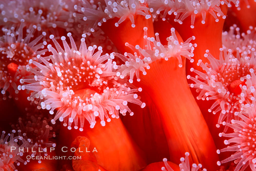 Corynactis anemone polyp, a corallimorph,  extends its arms into passing ocean currents to catch food. San Diego, California, USA, Corynactis californica, natural history stock photograph, photo id 33479