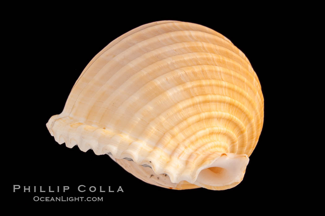 Costate Tun., Tonna allium, natural history stock photograph, photo id 08801