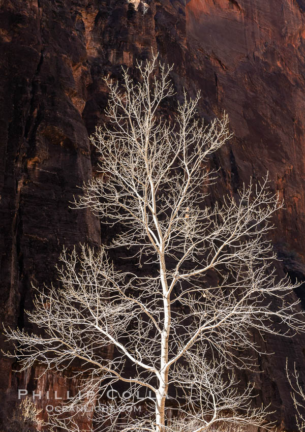 Fremont Cottonwood Tree in winter sillhouette against red Zion Canyon walls. Zion National Park, Utah, USA, natural history stock photograph, photo id 37794
