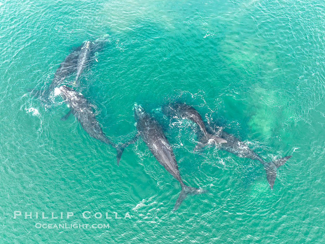 Courting group of southern right whales, aerial photo. Mating may occur as a result of this courting and social behavior. Puerto Piramides, Chubut, Argentina, Eubalaena australis, natural history stock photograph, photo id 38300