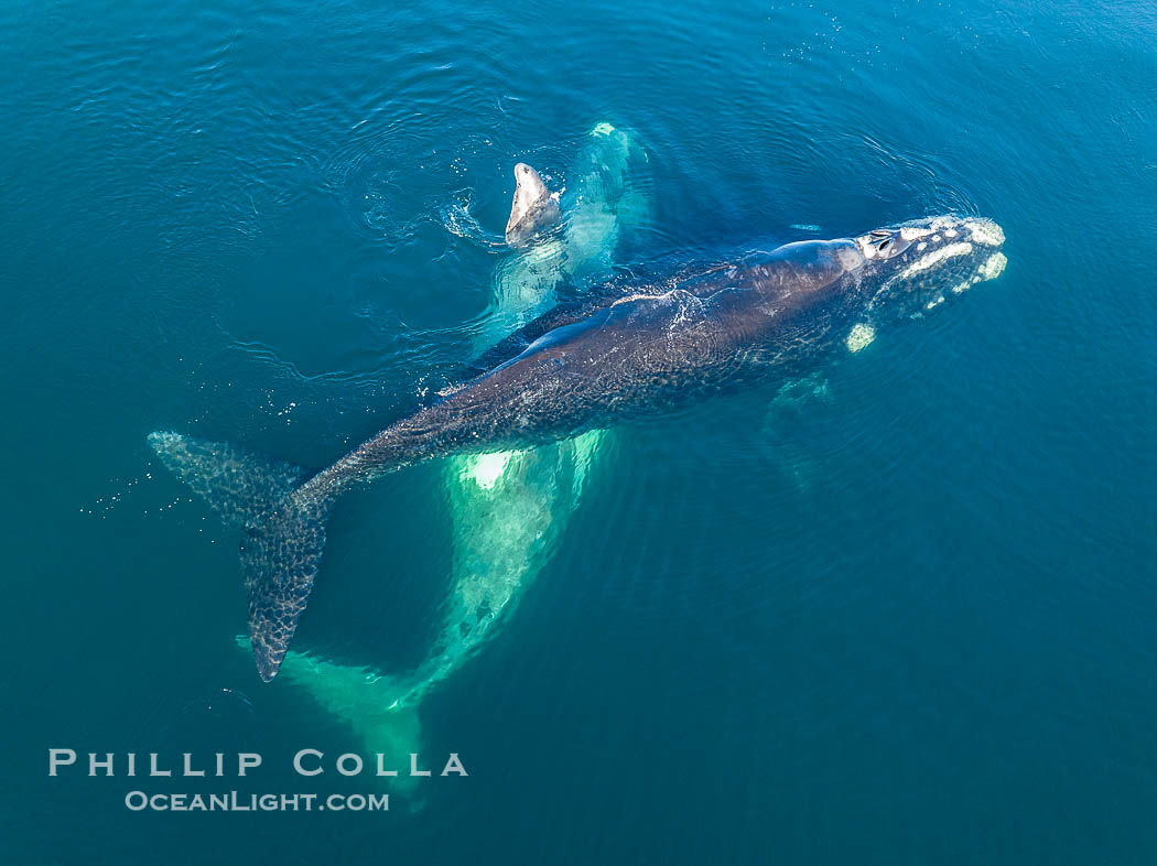 Courting group of southern right whales, aerial photo. Mating may occur as a result of this courting and social behavior.  The white whale seen here is a serious player named El Copulador (the copulator) and is often seen in mating and courting groups of southern right whales at Peninsula Valdes. His light coloration is an indication that he was a white calf, but he did not darken as he aged in the way most white southern right whale calves do. Puerto Piramides, Chubut, Argentina, Eubalaena australis, natural history stock photograph, photo id 38356