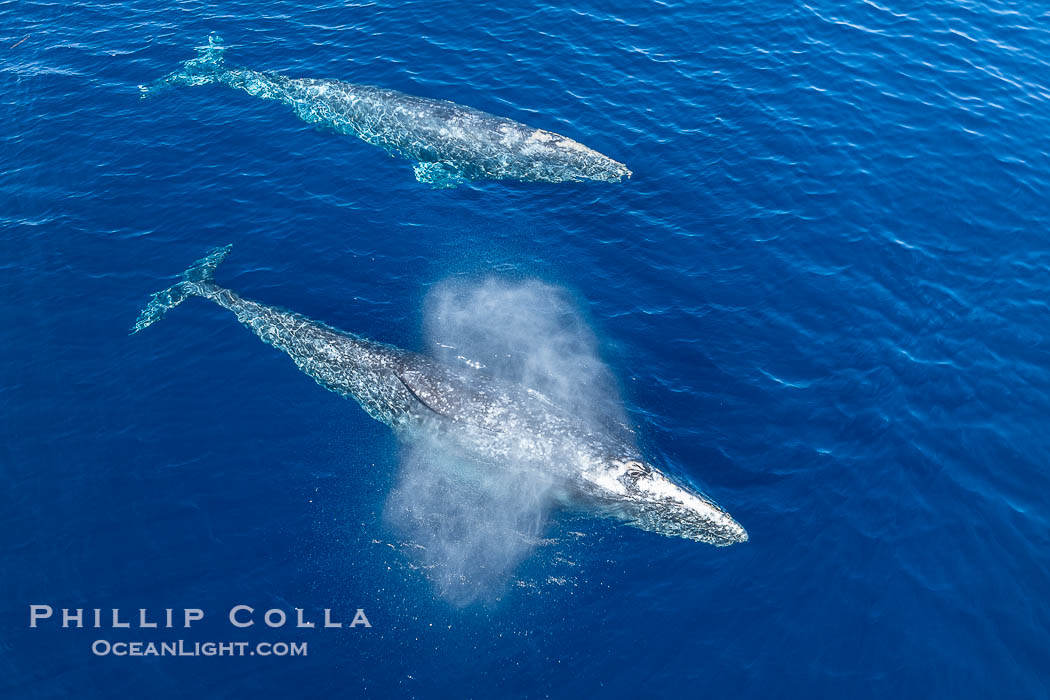 Courting Pair of Gray Whales, Aerial Photo, San Diego. Courtship during the southern migration, far to the north of the Mexican lagoons of Baja California where most gray whale births take place., Eschrichtius robustus, natural history stock photograph, photo id 41526