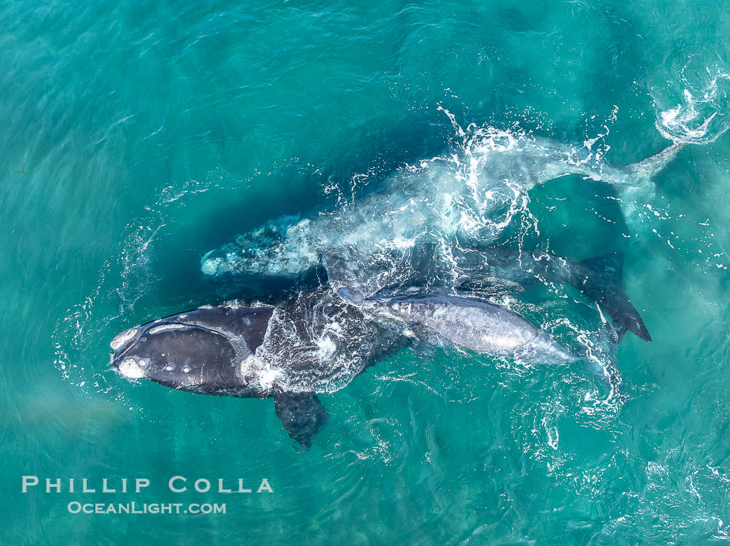 Courting Pair of Southern Right Whales, Aerial Photo. The female is dark while the male is light. The female's calf is alongside its mother. By permission of the Government of Argentina, Chubut, permit # 51 / 2025-SsCyA., Eubalaena australis, natural history stock photograph, photo id 41314