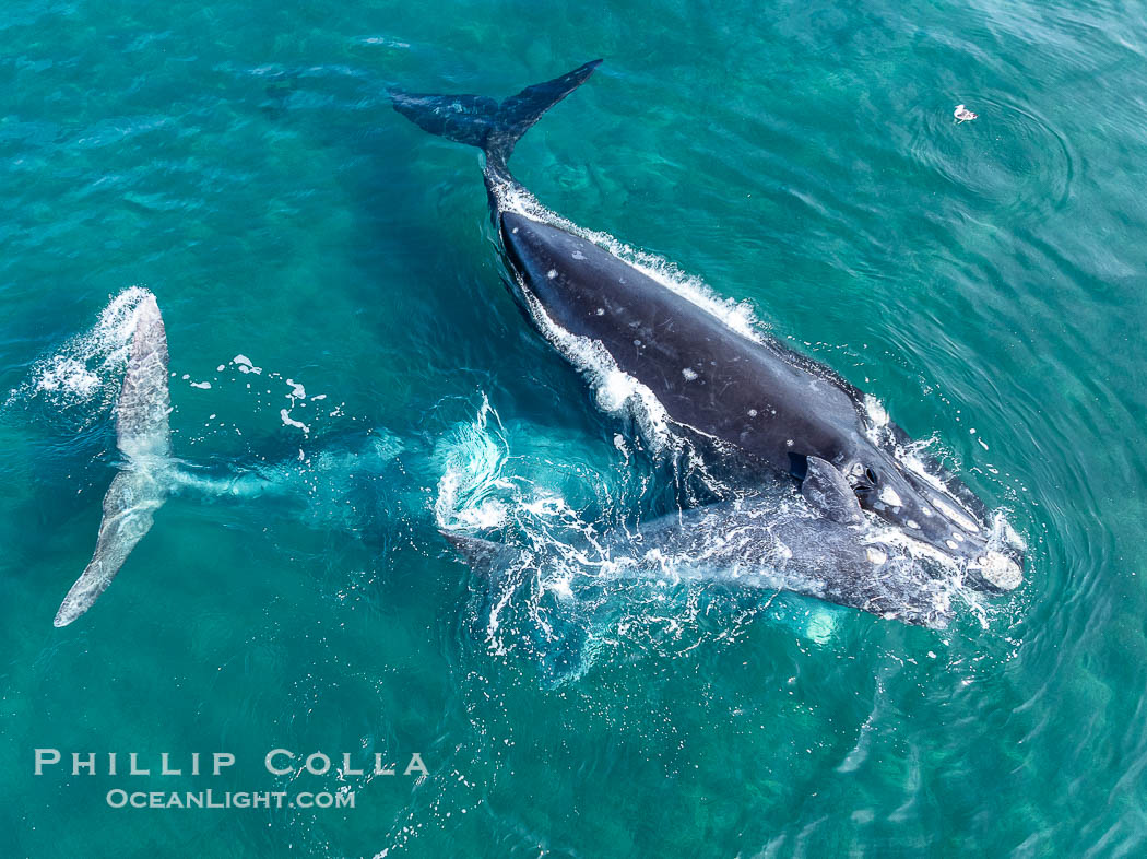 Courting Pair of Southern Right Whales, Aerial Photo. The female is dark while the male is light. The female's calf is alongside its mother. By permission of the Government of Argentina, Chubut, permit # 51 / 2025-SsCyA., Eubalaena australis, natural history stock photograph, photo id 41315